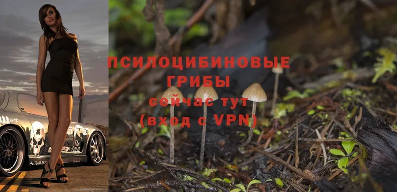 цена   Ельня  Псилоцибиновые грибы Psilocybine cubensis 